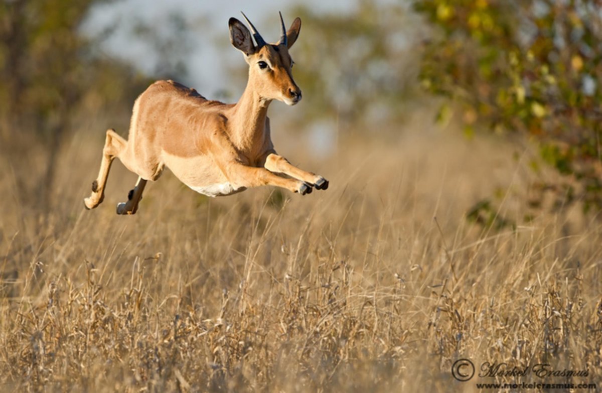 Антилопа Kudu