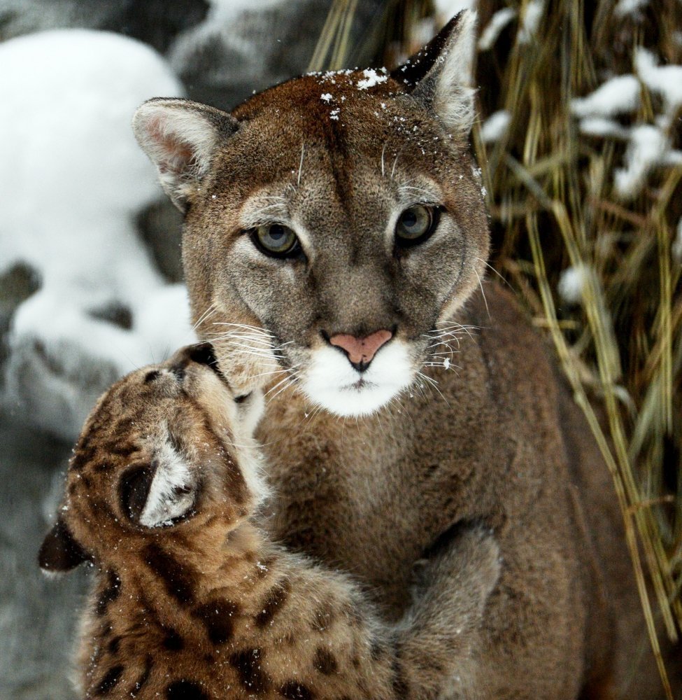 Много рыжих котов