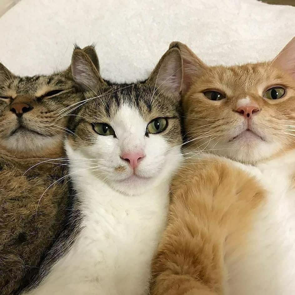 Корейской художницы limduey