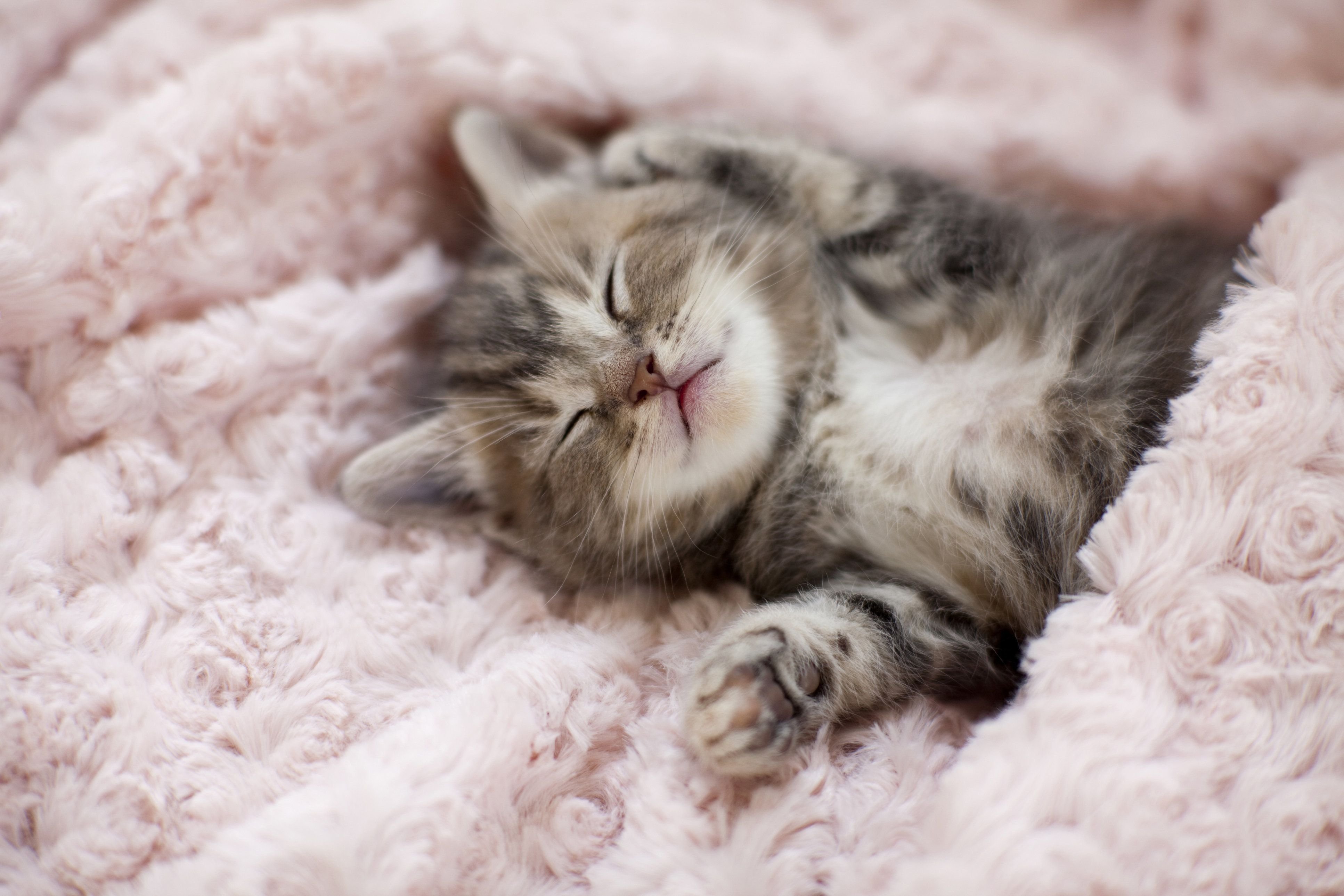 Пушистые котята спят. Спящие котята. Спящий котик. Милые спящие котята.