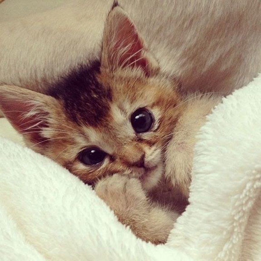 Трогательные котята