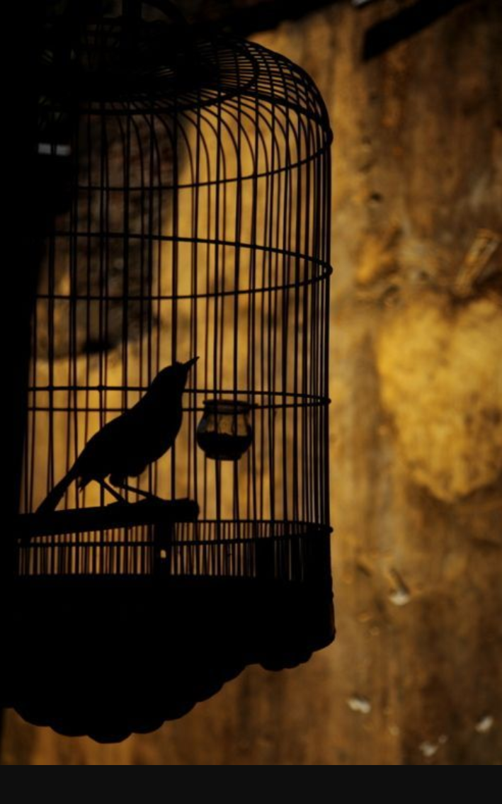 Птица вылетает из клетки