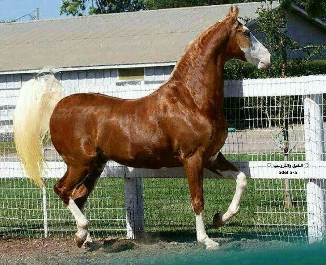 Американская верховая. Американская верховая сэддлбред. Теннесийская прогулочная лошадь. Ахалтекинец брейер. Лошадь породы Пинто.
