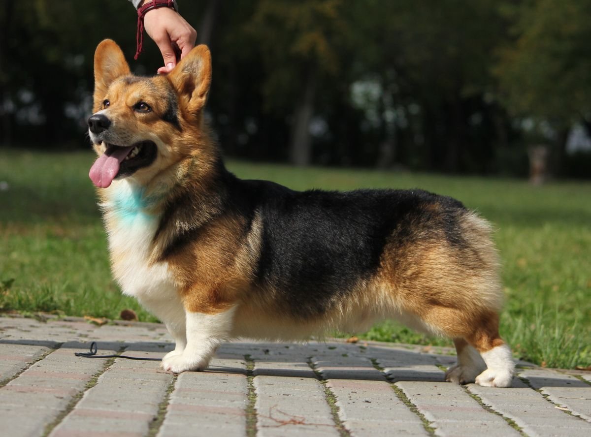 Метис корги и овчарки