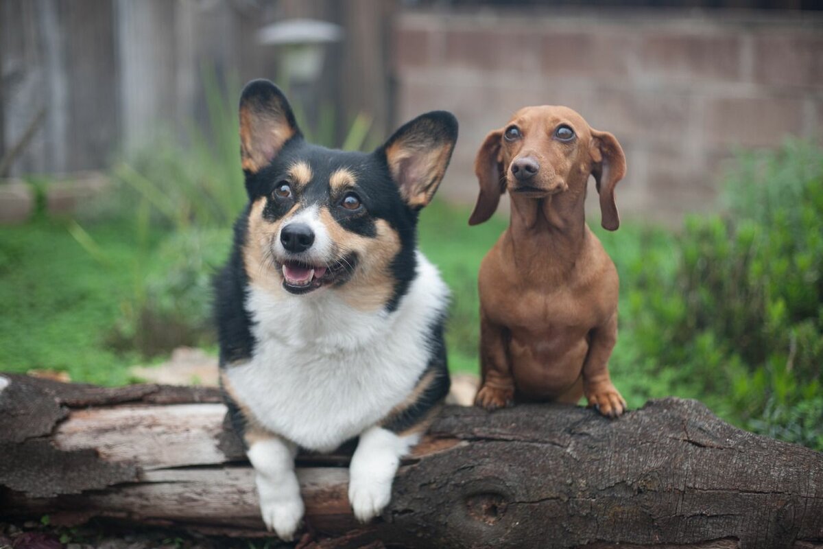 Такса с дворняжкой