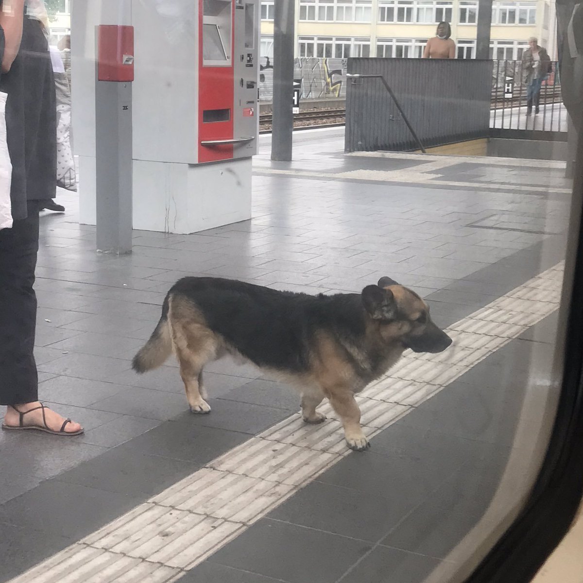 Такса корги порода