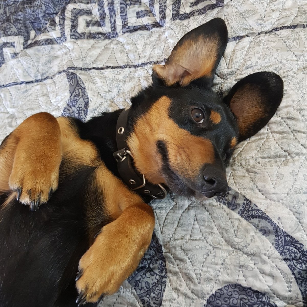 Метис тоя и таксы