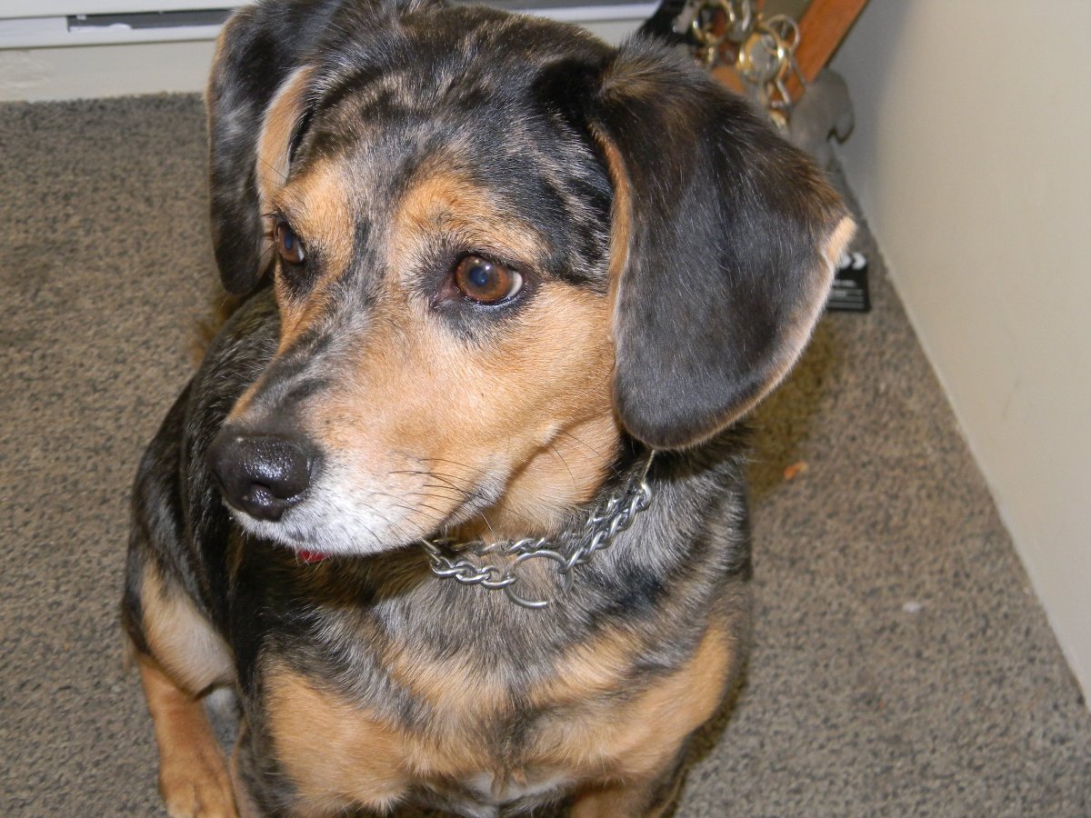 Метис таксы и добермана