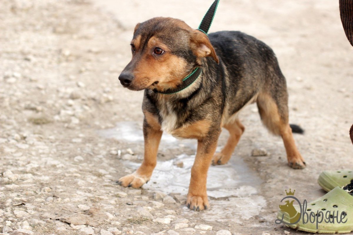 Ротвейлер и такса