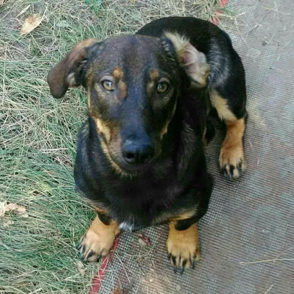 Смесь корги и немецкой овчарки