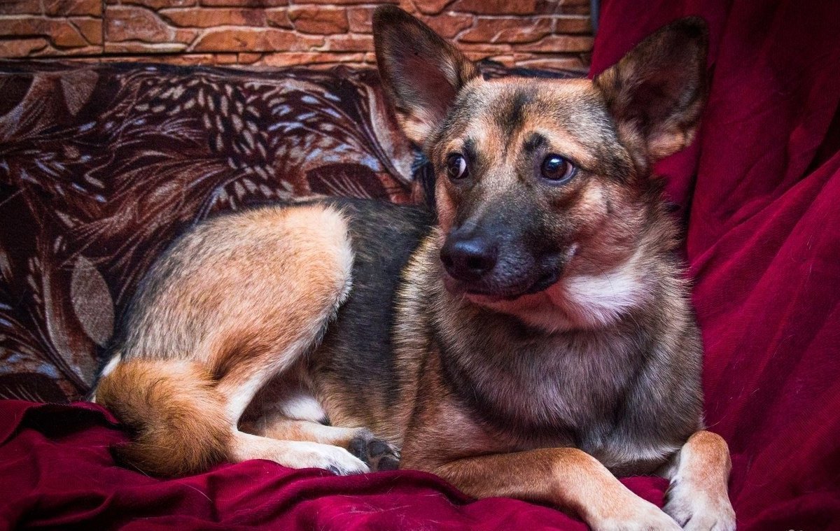 Щенки таксы метисы