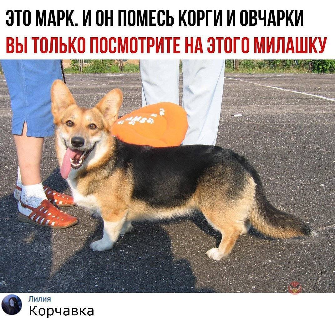 Собака метис таксы