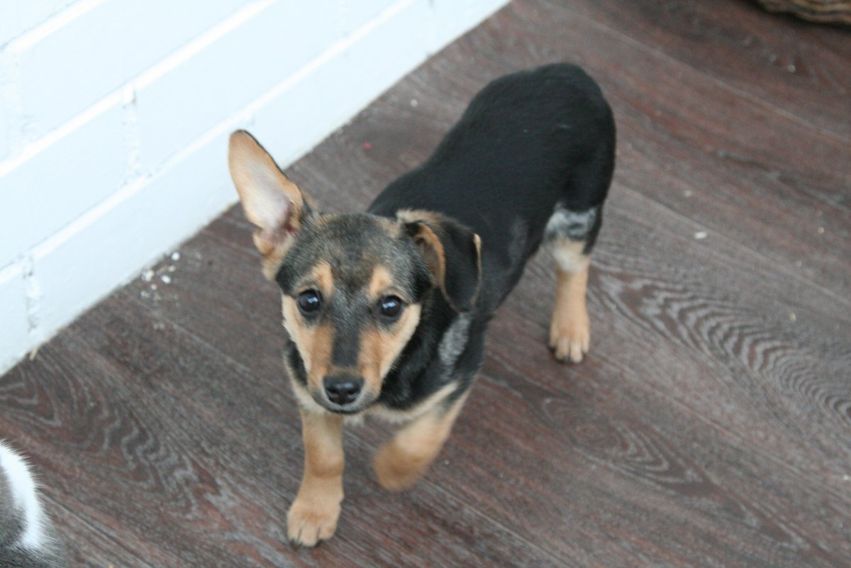 Метис таксы и овчарки