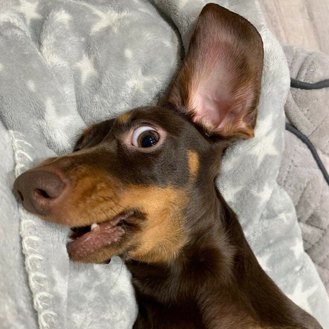 Метис таксы и дворняги