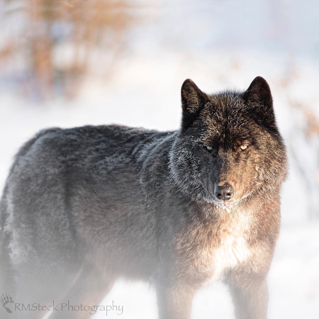 Канадский серый волк