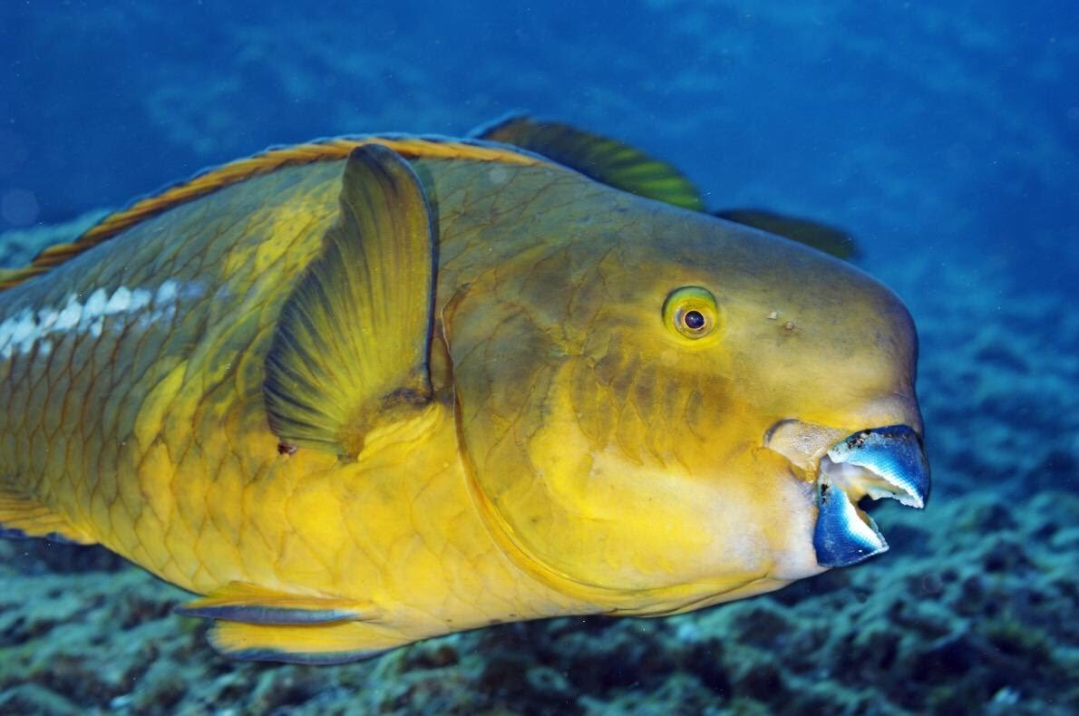 Попугайчик Полярный голубой рыба