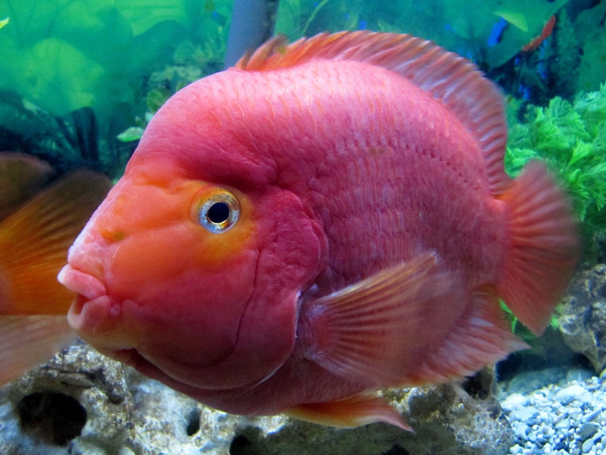 Огромная синяя рыба