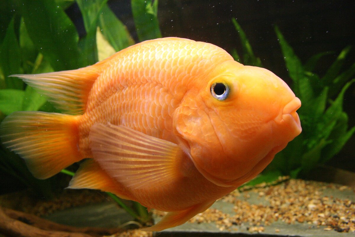 Рыба попугай прикол