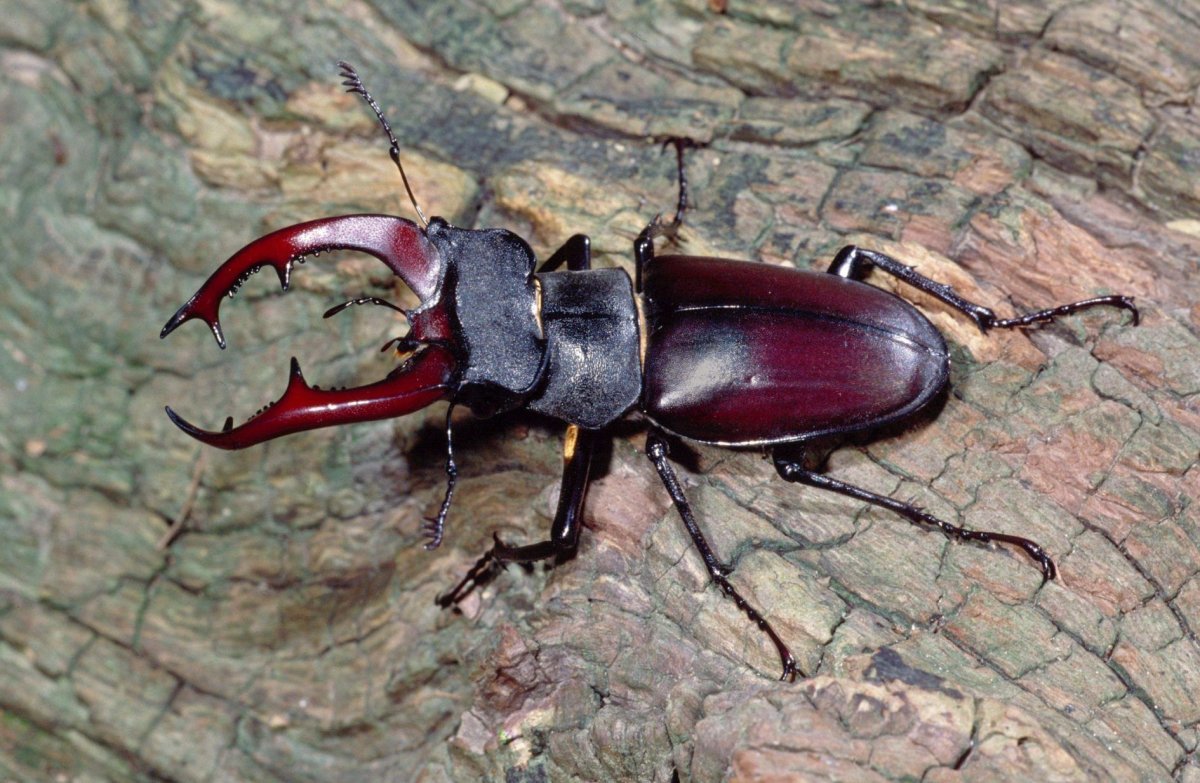 Жук олень самка спереди