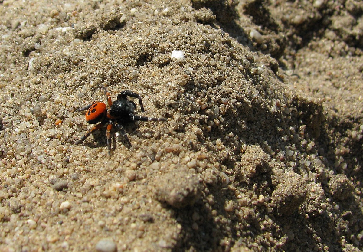 Пауки Поволжье Каракурт