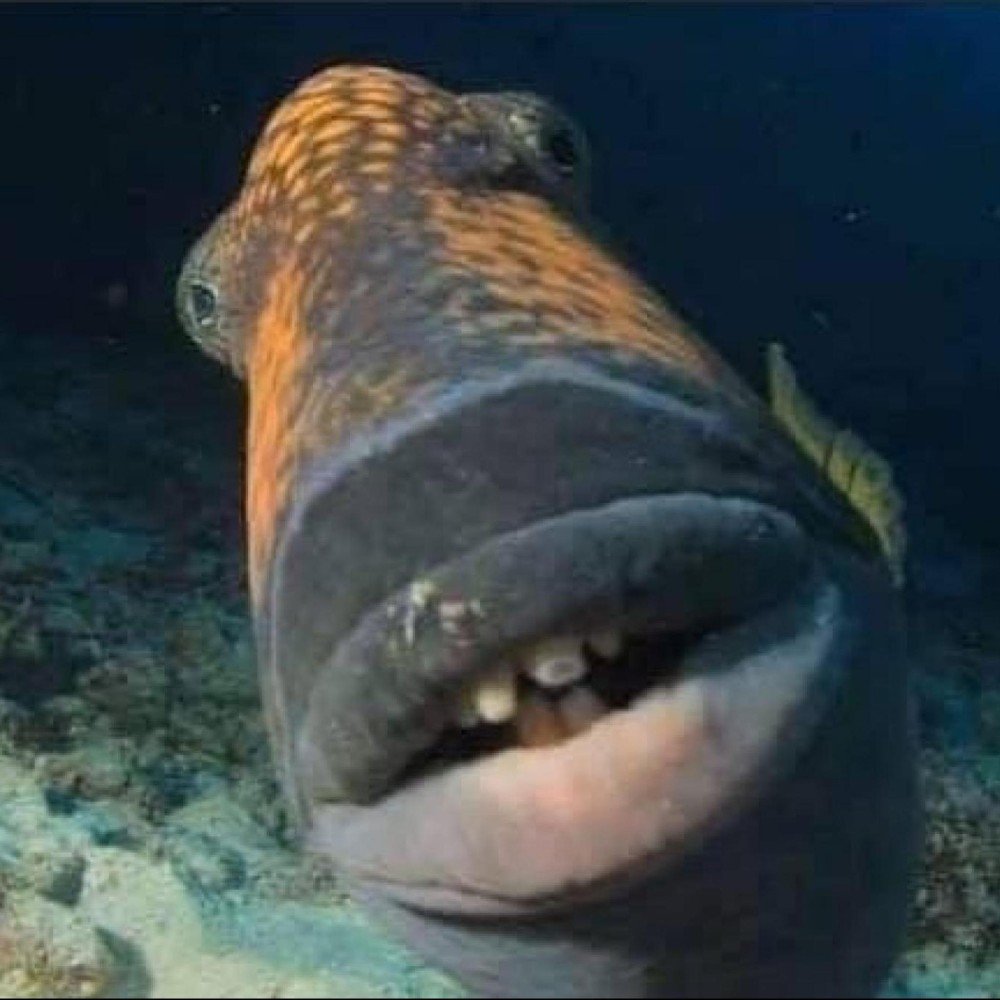 Рыба с человеческой головой