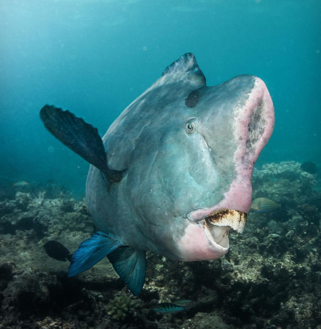 Рыба губан Наполеон