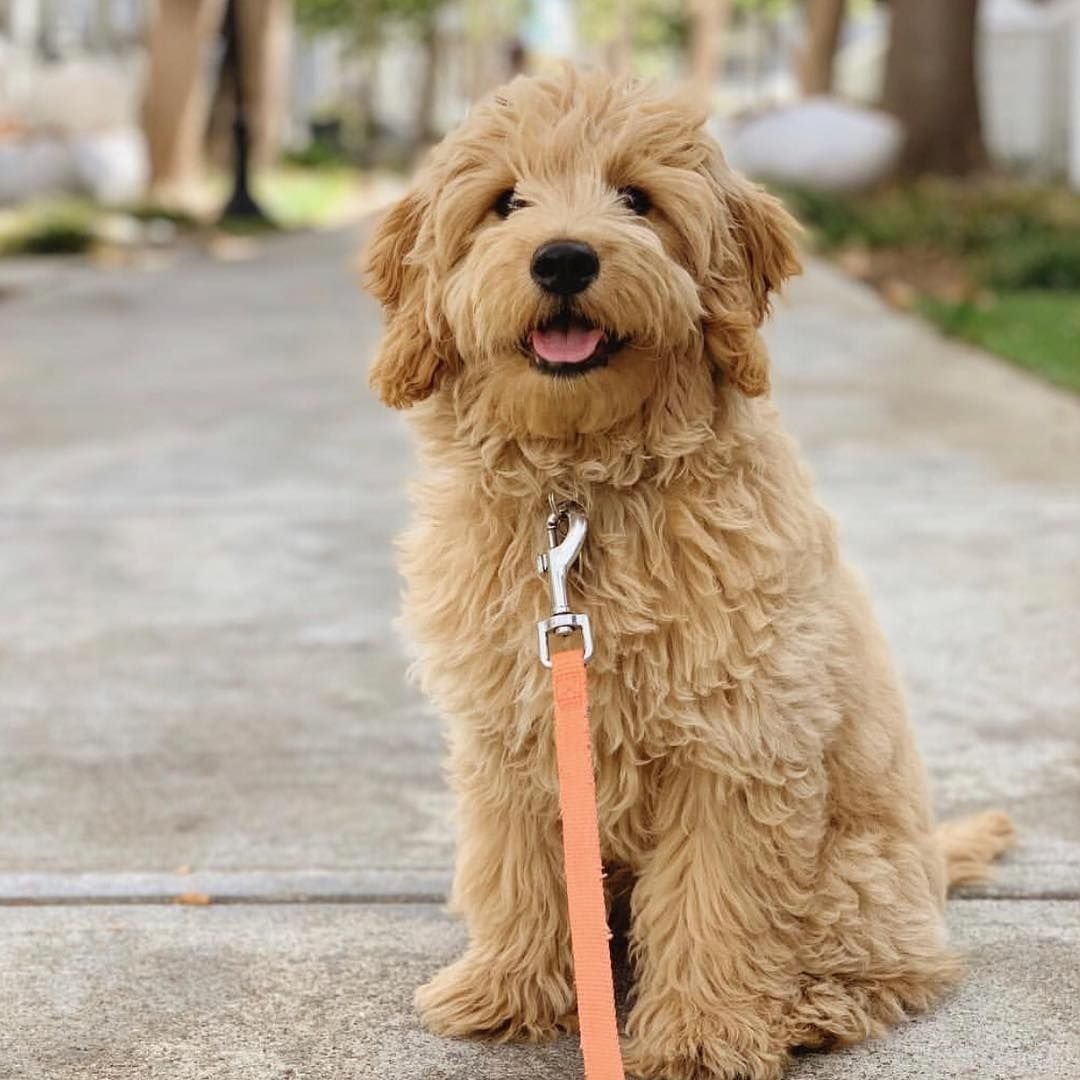 Спаниель лабрадудель