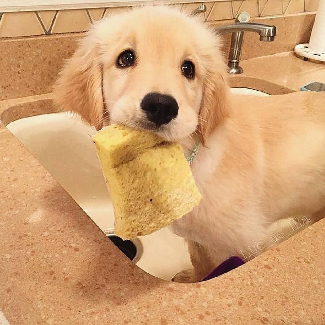 Голдендудль лохматый