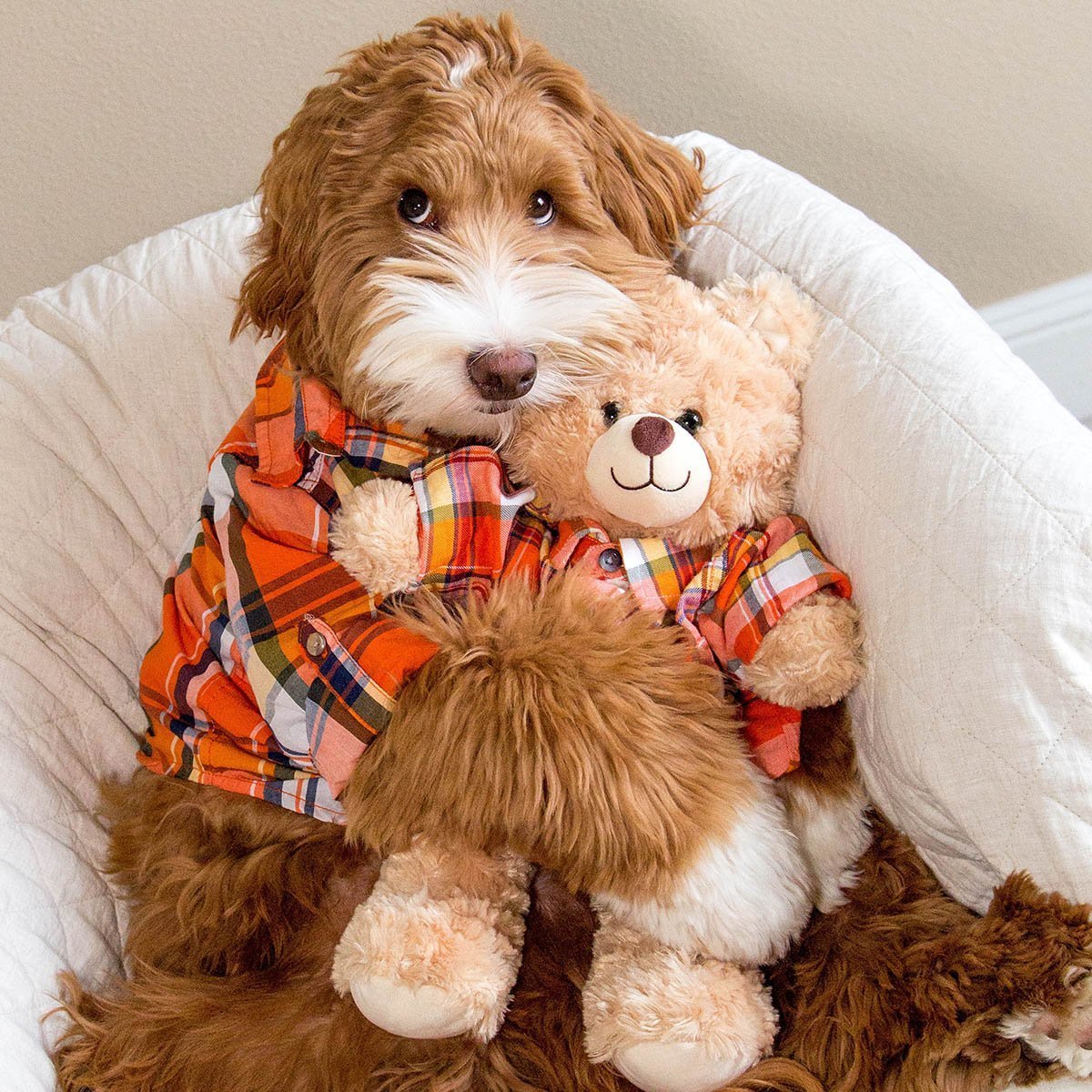 Фанни лабрадудель