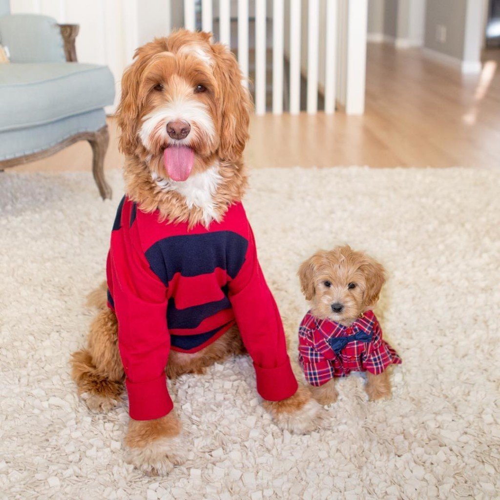 Голдендудль и лабрадудль