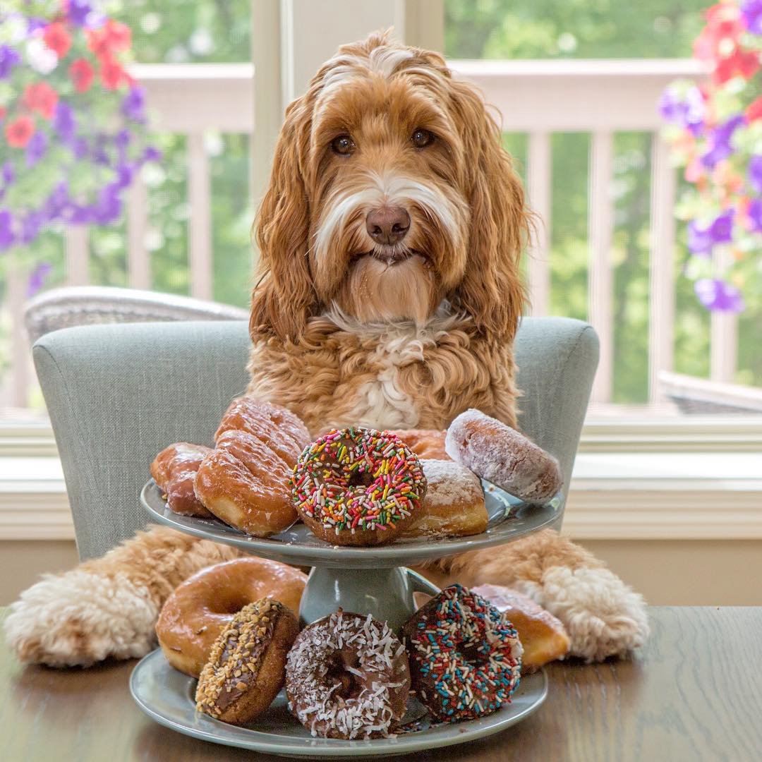 Голден дудл