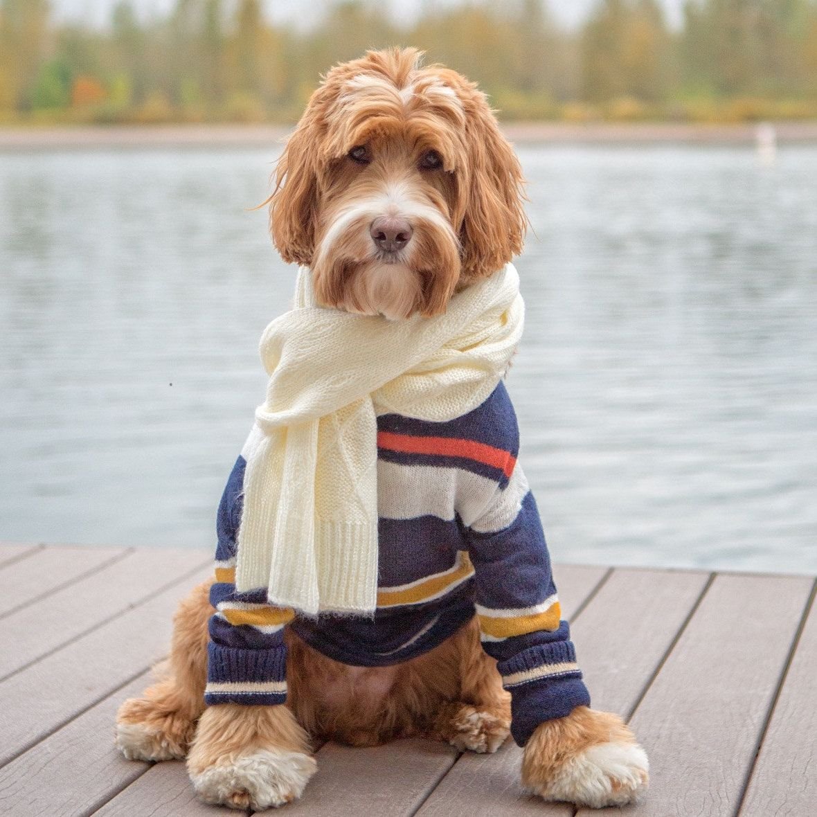 Эстетика собак