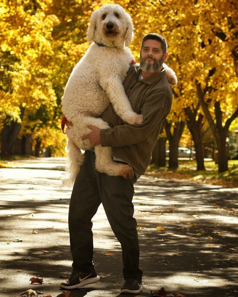 Голдендудль и лабрадудль