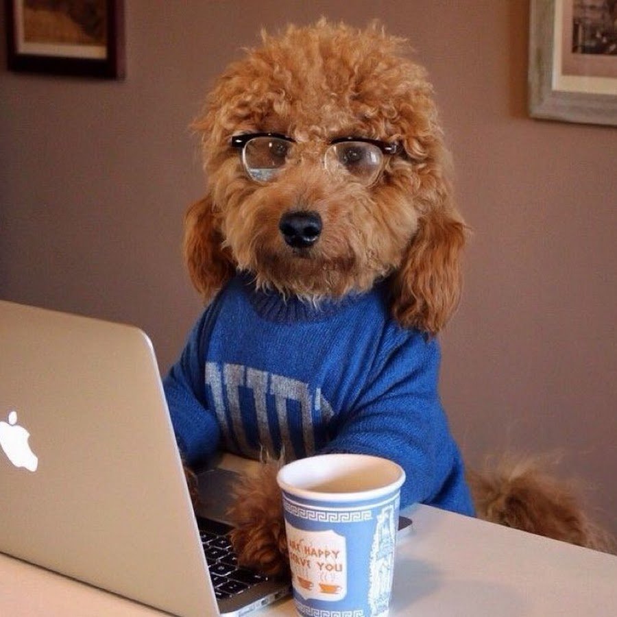 Лабрадудль и шепдудль различия