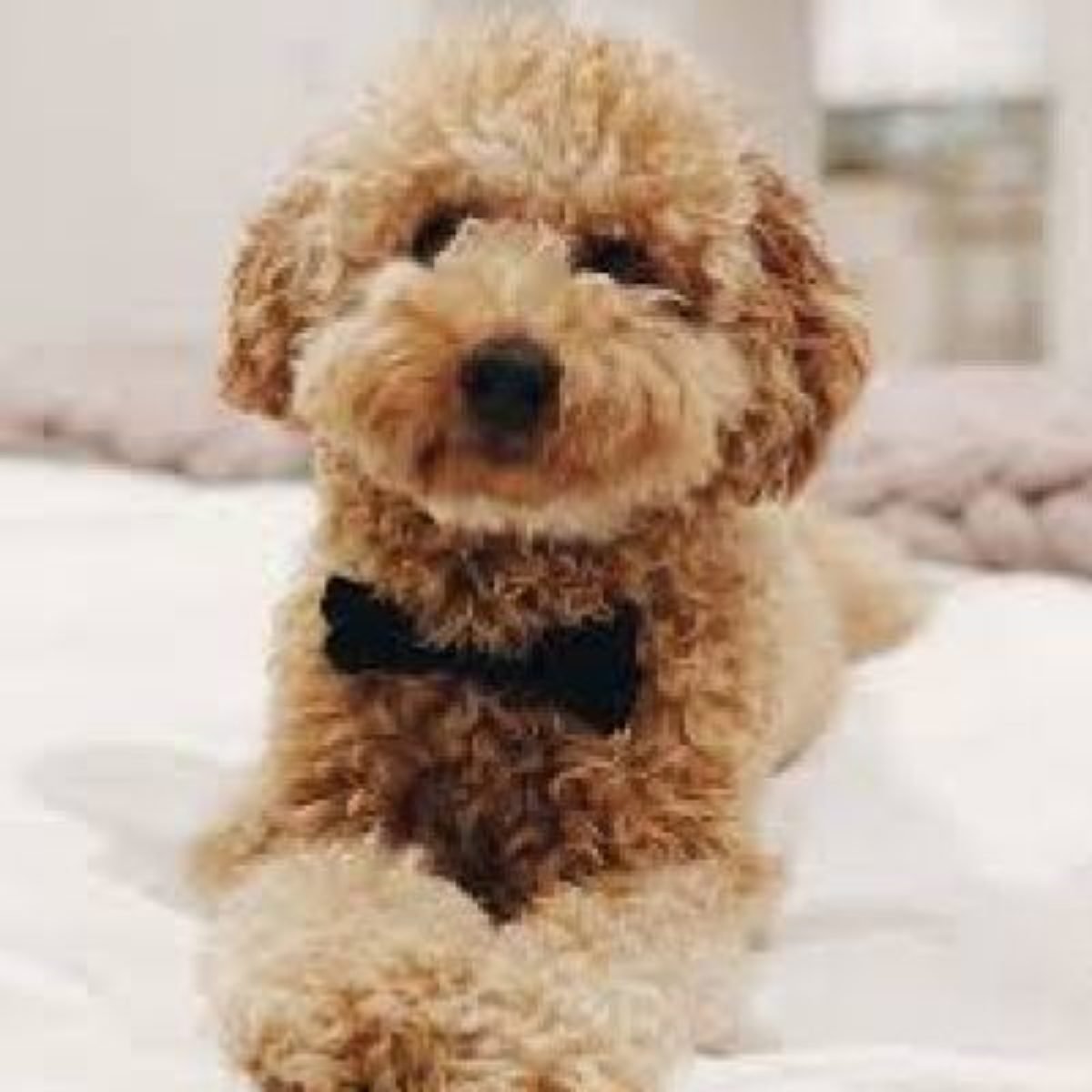 Лабрадудель взрослый