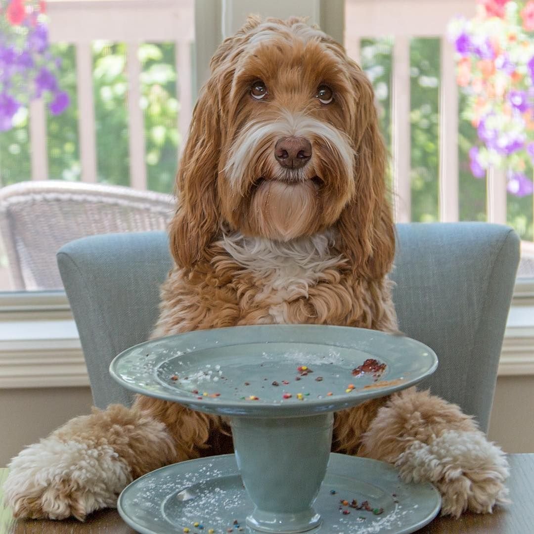 Мальтипу и Лабродудель разница