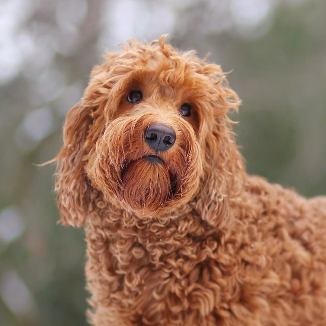 Лабрадудль купить в Москве