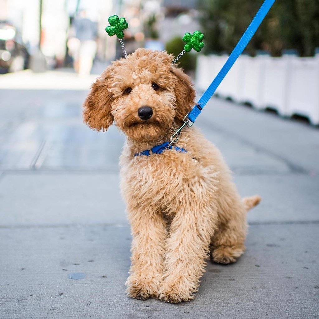 Спаниель лабрадудель