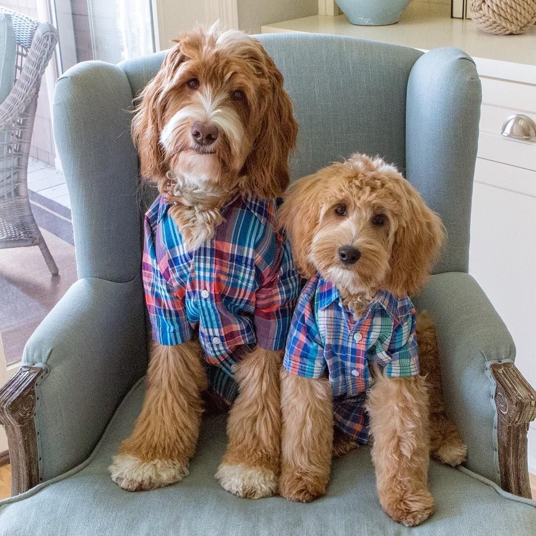 Goldendoodle порода