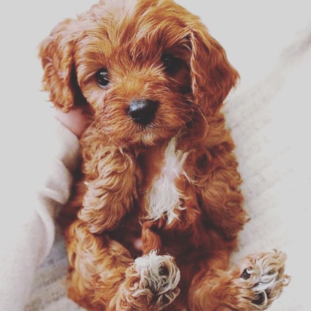 Labrador Retrievers vs Golden