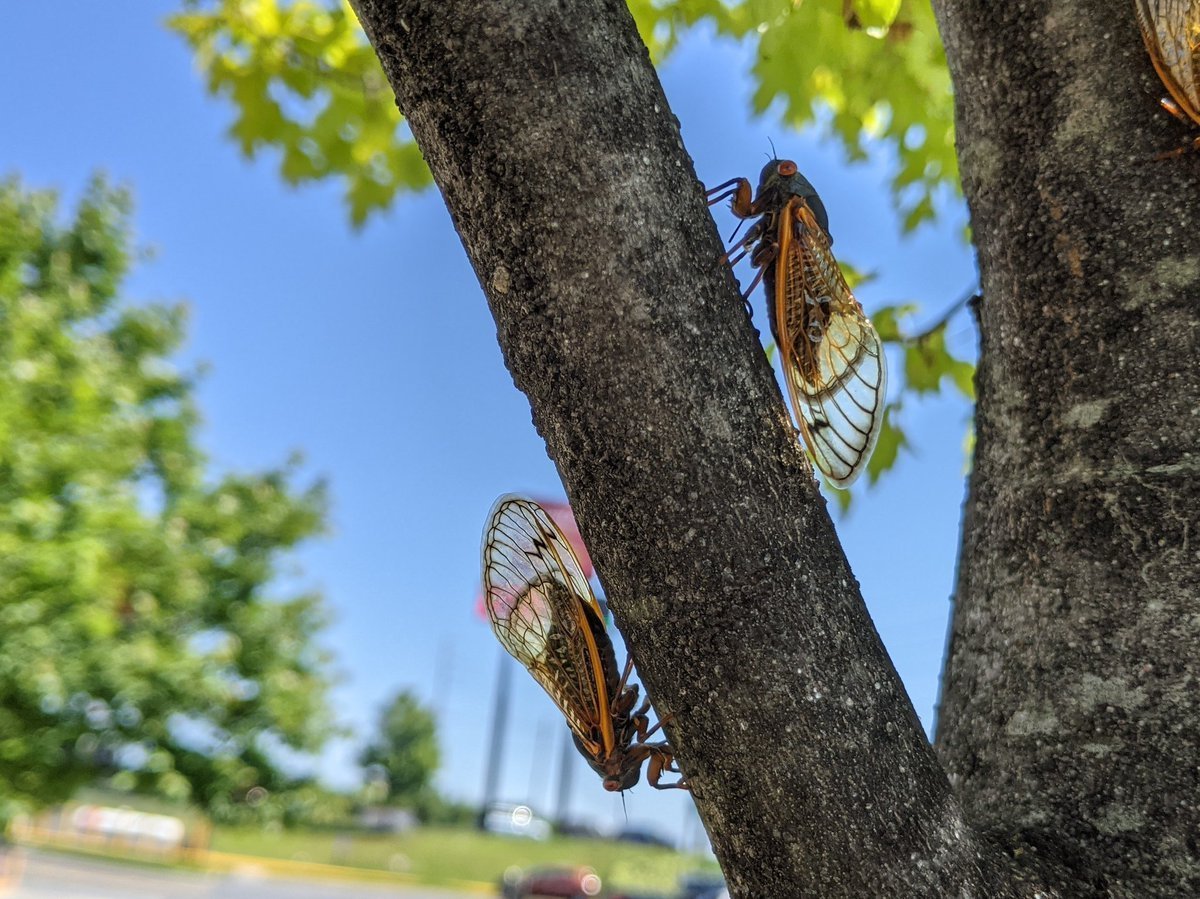 Цикады на дереве фото