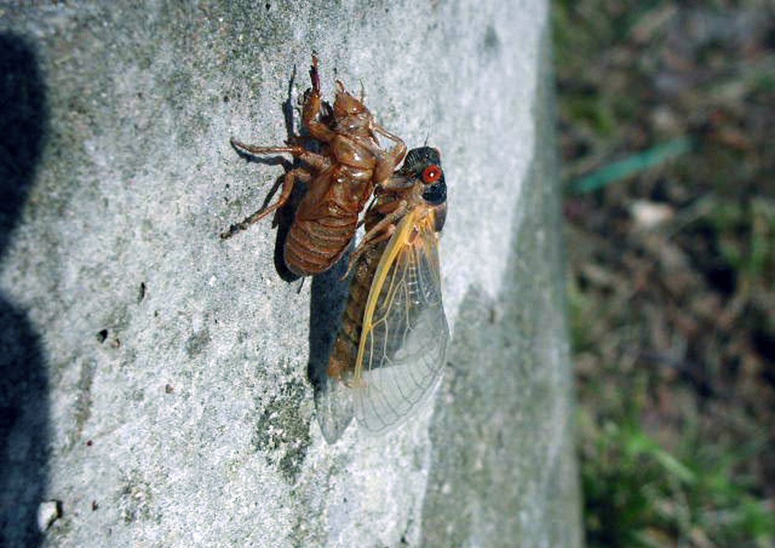Цикады в Геленджике
