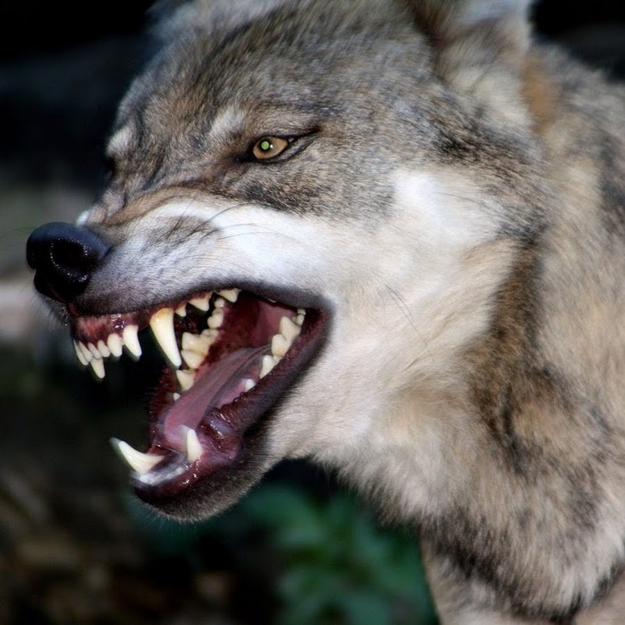 Волк с горящими глазами арт