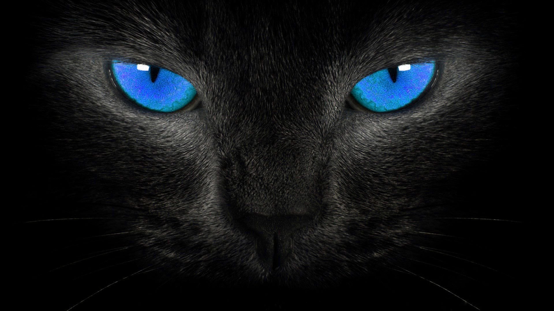 Кот с черными глазами