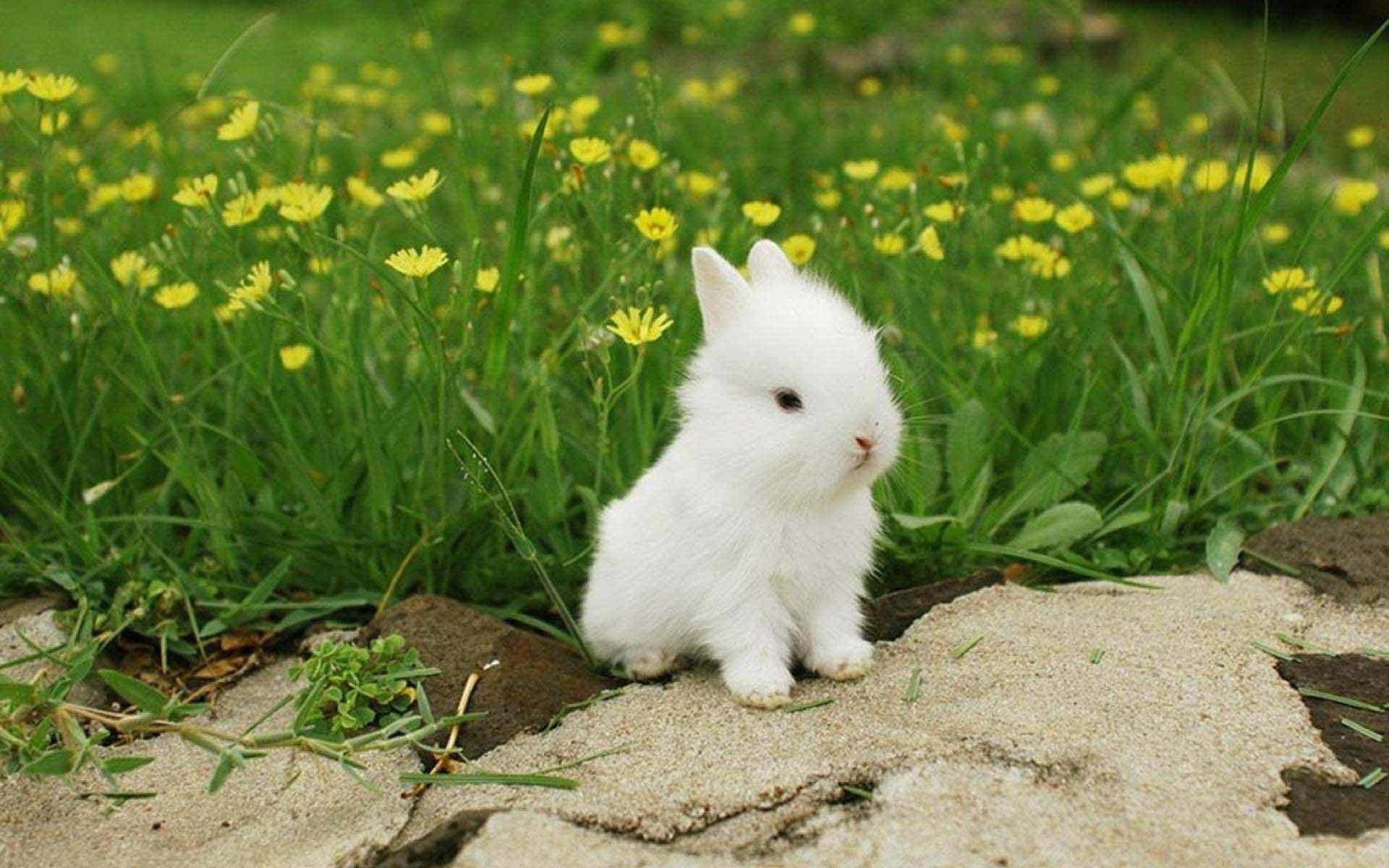 Маленькие картинки. Банни рэббит. Милые зайчики. Маленькие кролики. Милый заяц.