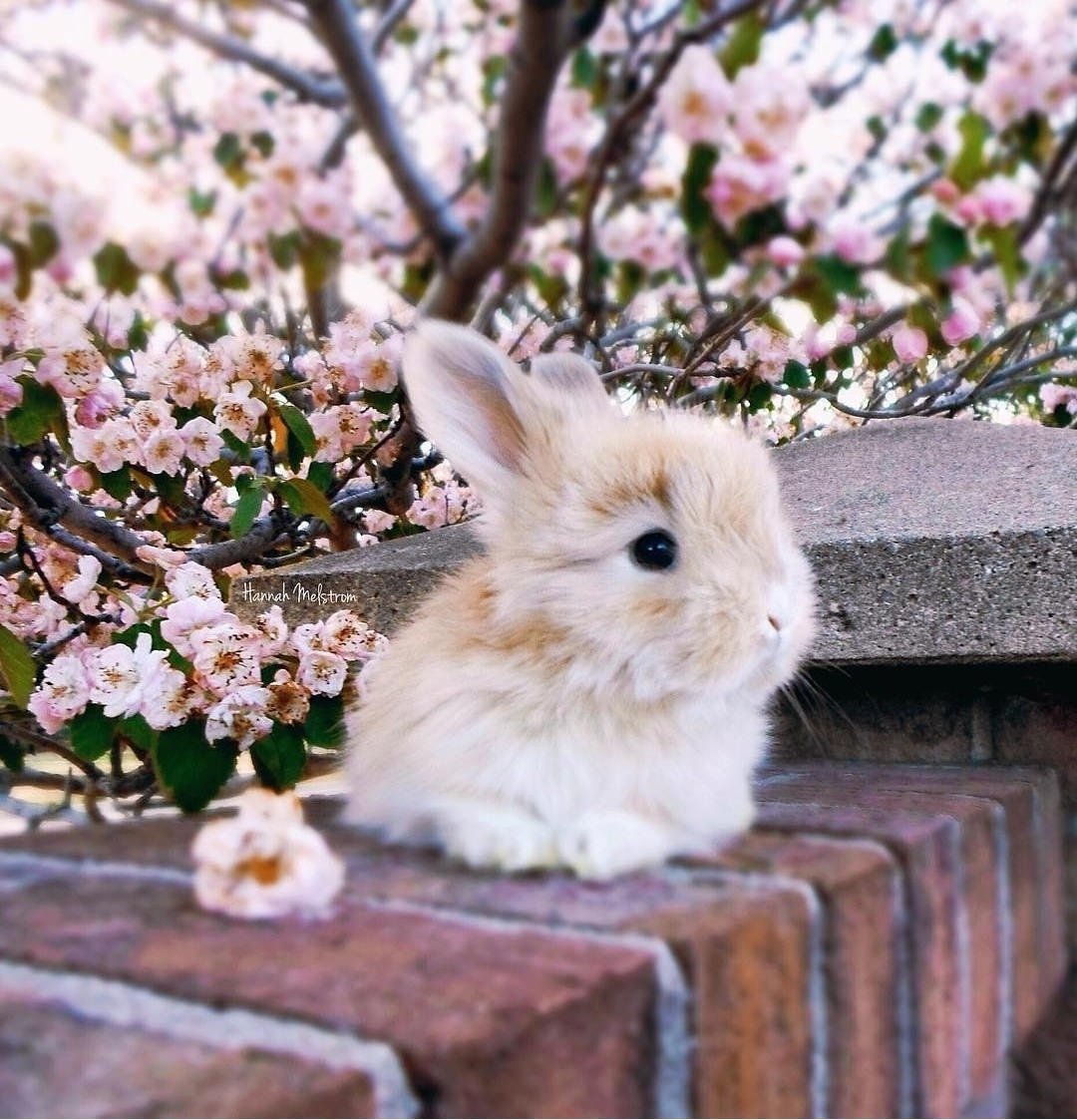 Дикие кролики в природе