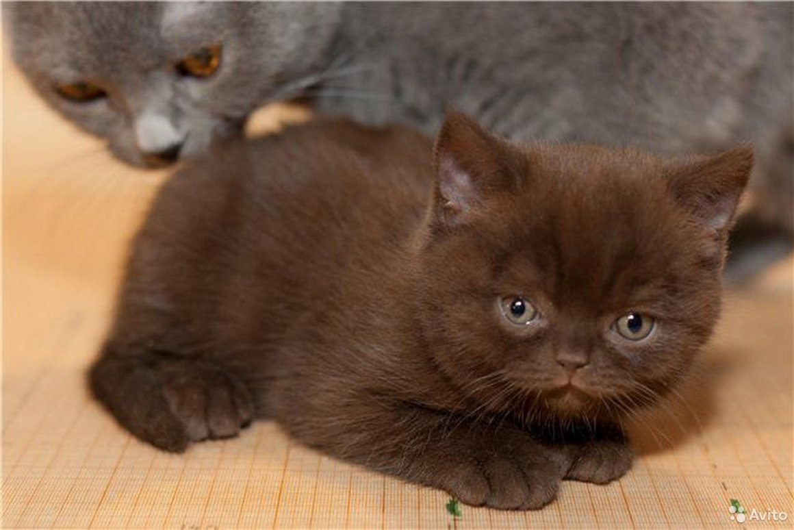 Шоколадный кот скоттиш фолд