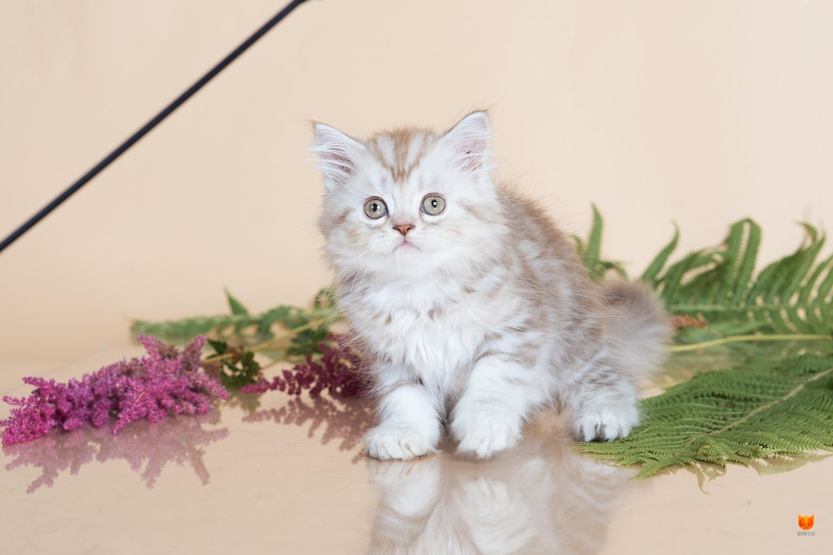 Британская длинношёрстная кошка