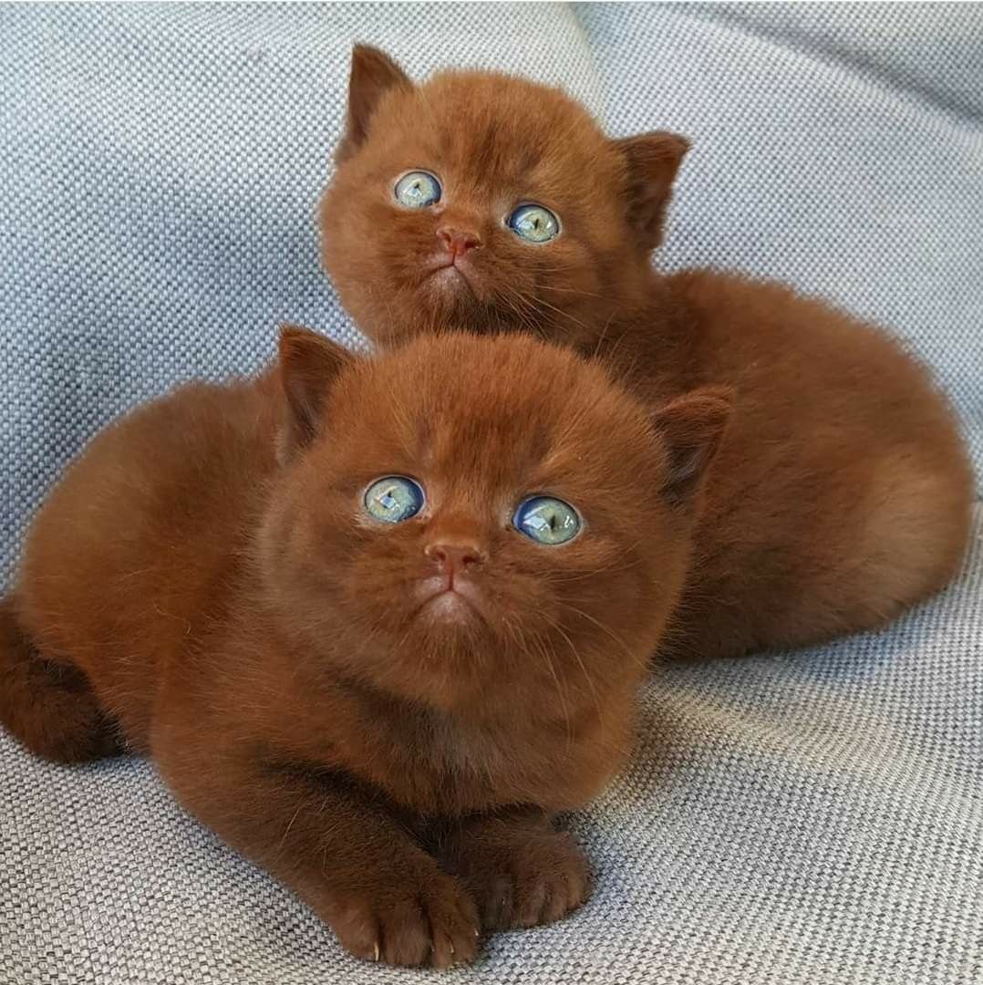 Манчкин кот шоколадный