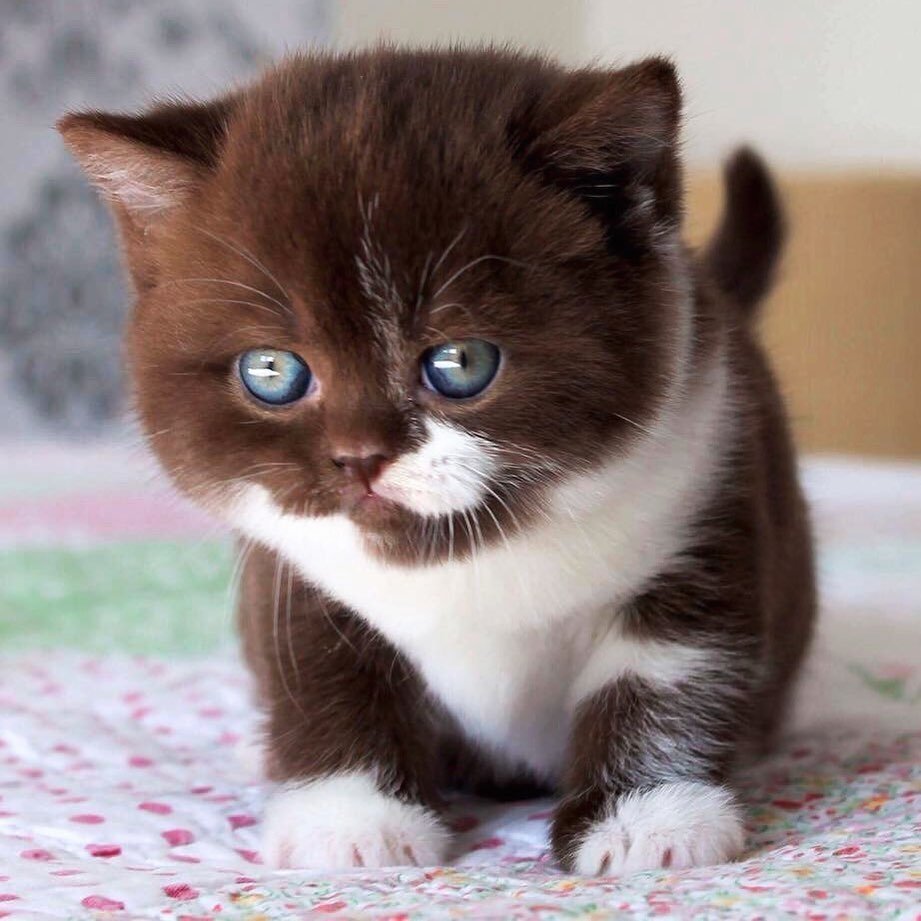 Коричневый котенок